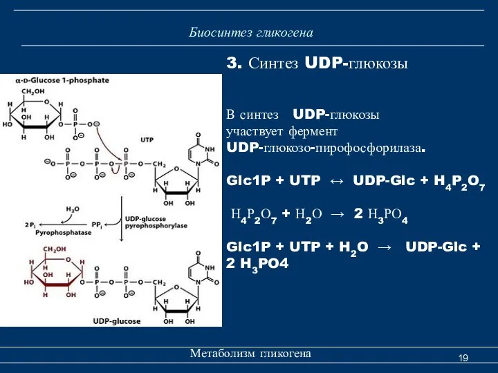 Биосинтез гликогена Метаболизм гликогена 3. Синтез UDP-глюкозы В синтез UDP-глюкозы участвует