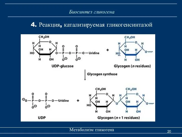 Биосинтез гликогена Метаболизм гликогена 4. Реакция, катализируемая гликогенсинтазой