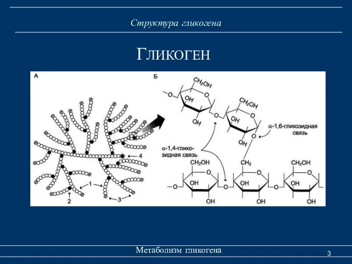 Структура гликогена Метаболизм гликогена ГЛИКОГЕН