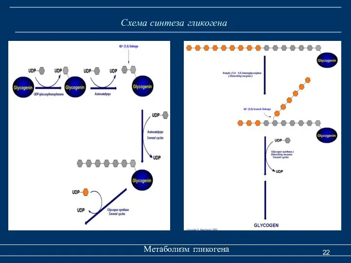 Схема синтеза гликогена Метаболизм гликогена