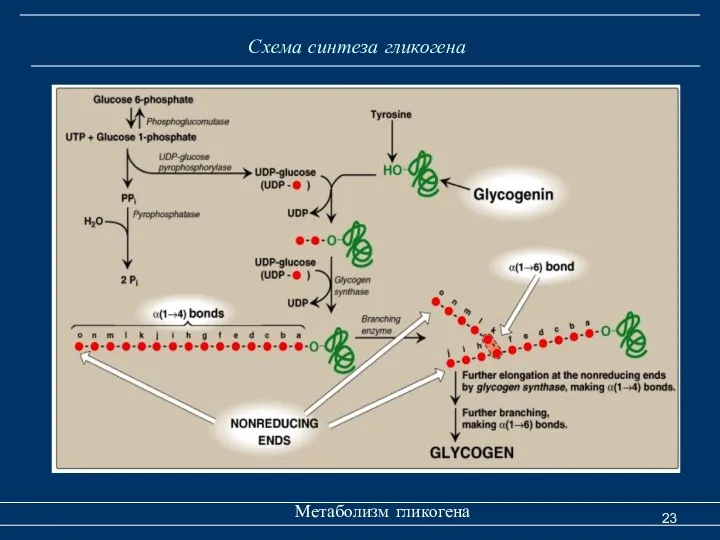 Схема синтеза гликогена Метаболизм гликогена