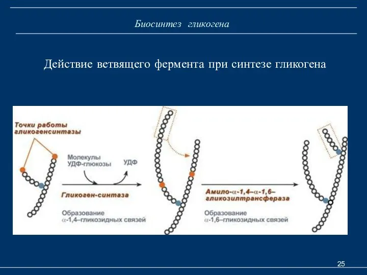 Биосинтез гликогена Действие ветвящего фермента при синтезе гликогена