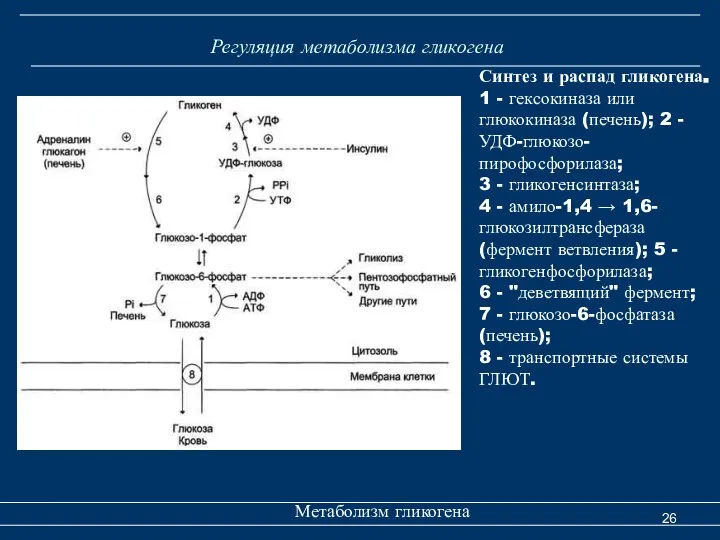 Регуляция метаболизма гликогена Метаболизм гликогена Синтез и распад гликогена. 1 -