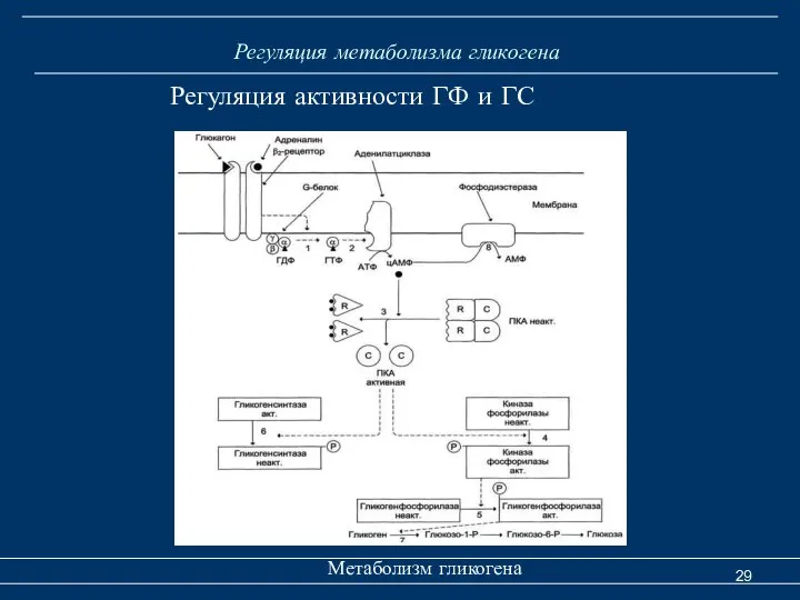 Регуляция метаболизма гликогена Метаболизм гликогена Регуляция активности ГФ и ГС