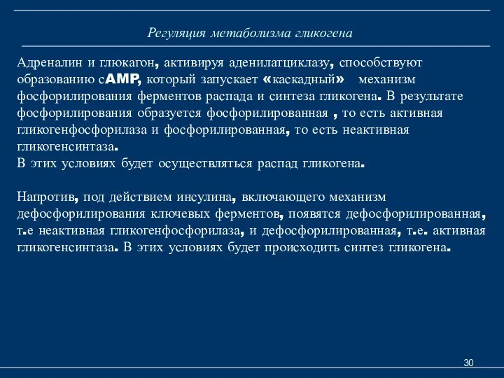 Регуляция метаболизма гликогена Адреналин и глюкагон, активируя аденилатциклазу, способствуют образованию сAMP,