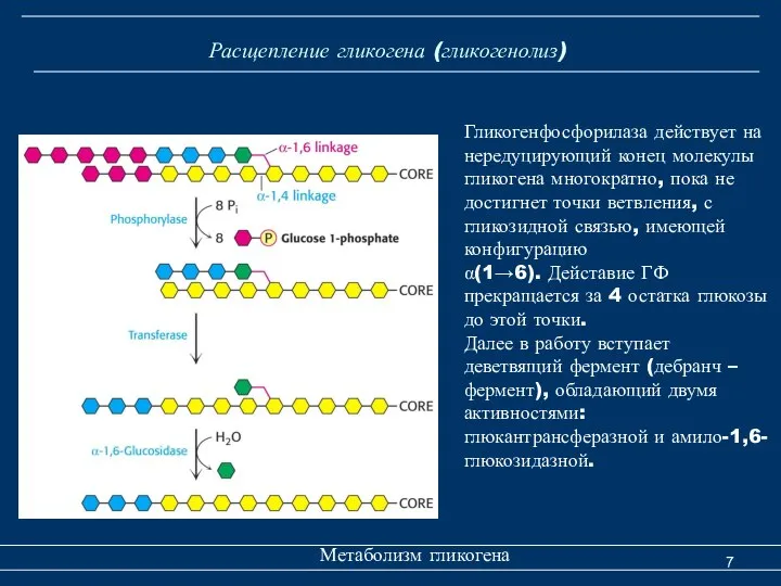 Расщепление гликогена (гликогенолиз) Метаболизм гликогена Гликогенфосфорилаза действует на нередуцирующий конец молекулы