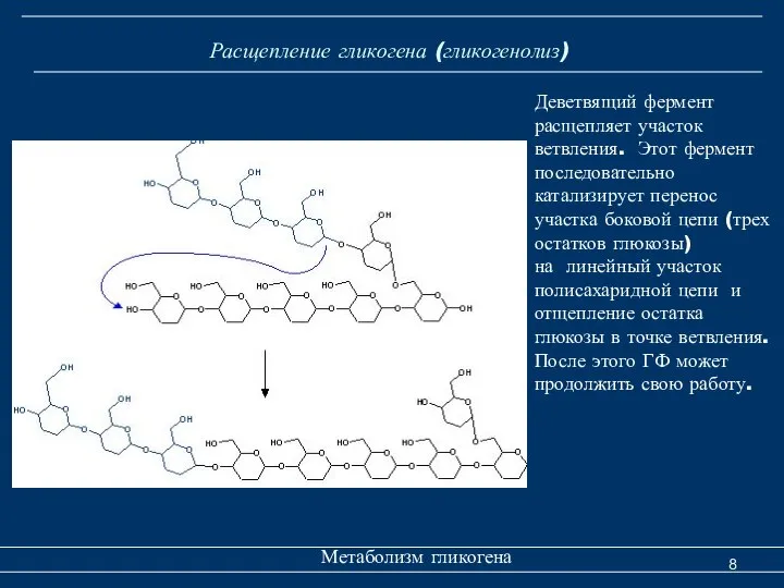 Расщепление гликогена (гликогенолиз) Метаболизм гликогена Деветвящий фермент расщепляет участок ветвления. Этот