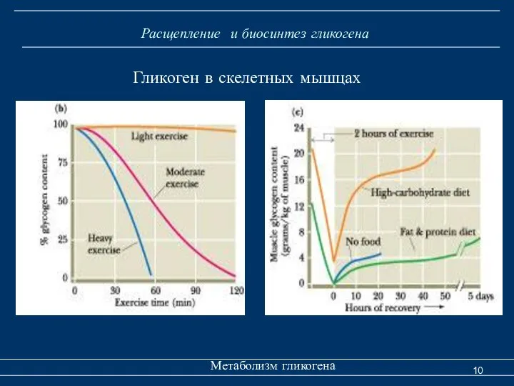 Расщепление и биосинтез гликогена Метаболизм гликогена Гликоген в скелетных мышцах