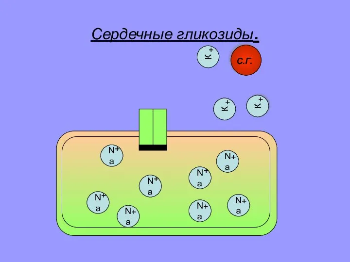 Сердечные гликозиды. К Na + + К + К + Na