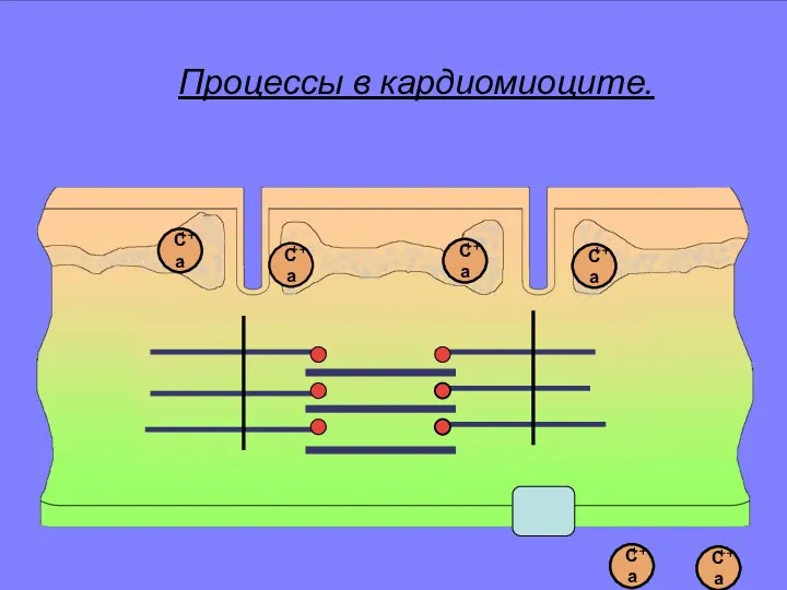 Ca ++ Ca ++ Ca ++ Ca ++ Ca ++ Ca ++ Процессы в кардиомиоците.