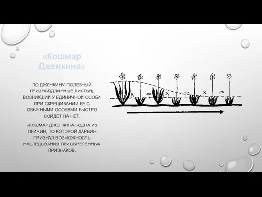 «Кошмар Дженкина» ПО ДЖЕНКИНУ, ПОЛЕЗНЫЙ ПРИЗНАК(ДЛИННЫЕ ЛИСТЬЯ), ВОЗНИКШИЙ У ЕДИНИЧНОЙ ОСОБИ