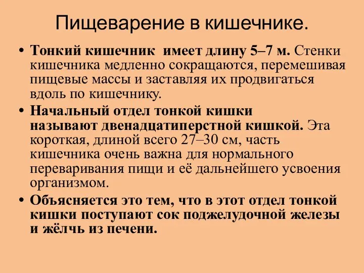 Пищеварение в кишечнике. Тонкий кишечник имеет длину 5–7 м. Стенки кишечника