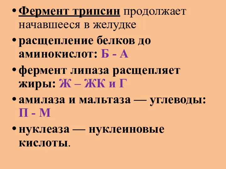 Фермент трипсин продолжает начавшееся в желудке расщепление белков до аминокислот: Б