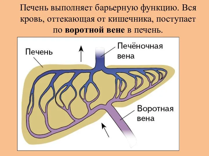 Печень выполняет барьерную функцию. Вся кровь, оттекающая от кишечника, поступает по воротной вене в печень.