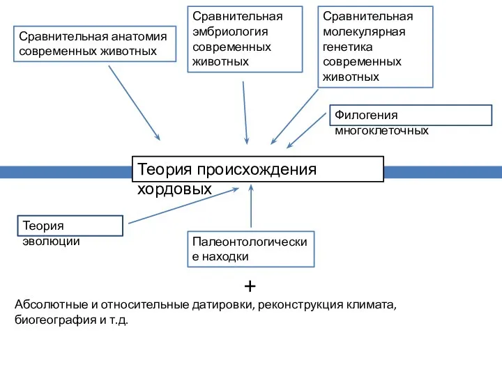 Сравнительная анатомия современных животных Сравнительная эмбриология современных животных Теория происхождения хордовых