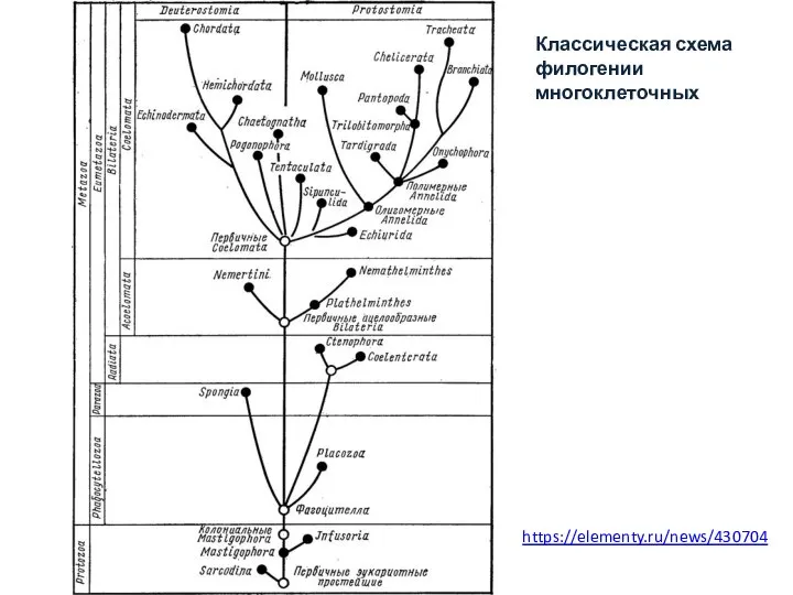 https://elementy.ru/news/430704 Классическая схема филогении многоклеточных