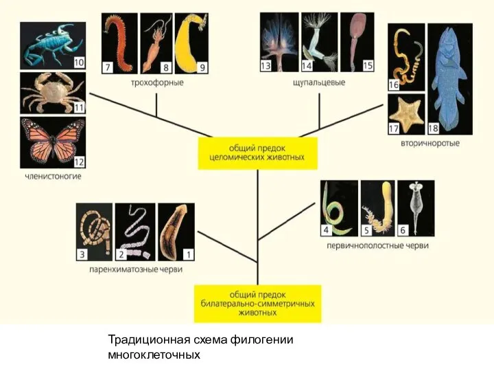 Традиционная схема филогении многоклеточных