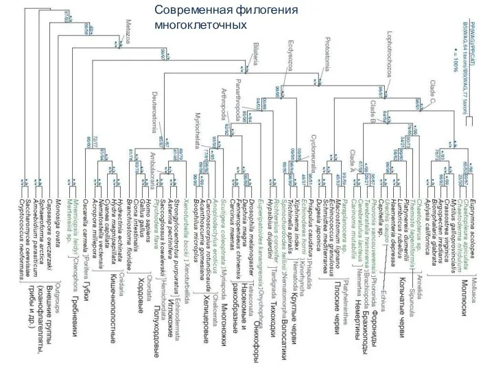 Современная филогения многоклеточных