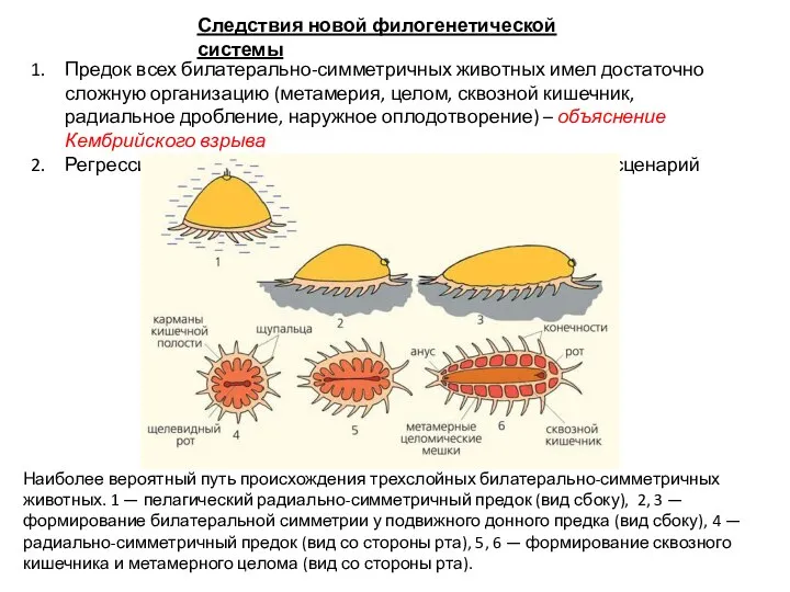 Следствия новой филогенетической системы Предок всех билатерально-симметричных животных имел достаточно сложную