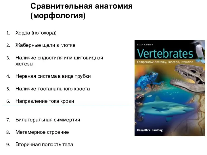 Хорда (нотохорд) Жаберные щели в глотке Наличие эндостиля или щитовидной железы