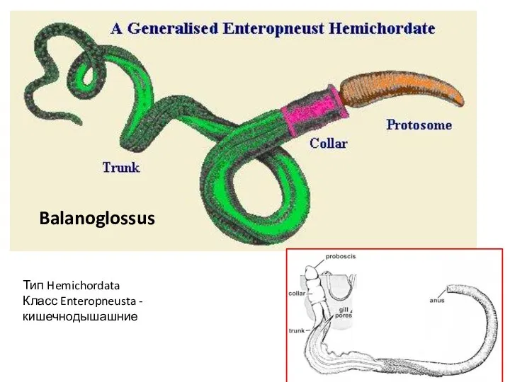 Balanoglossus Тип Hemichordata Класс Enteropneusta - кишечнодышашние