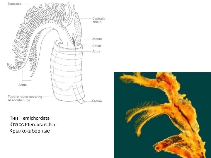 Тип Hemichordata Класс Pterobranchia - Крыложаберные