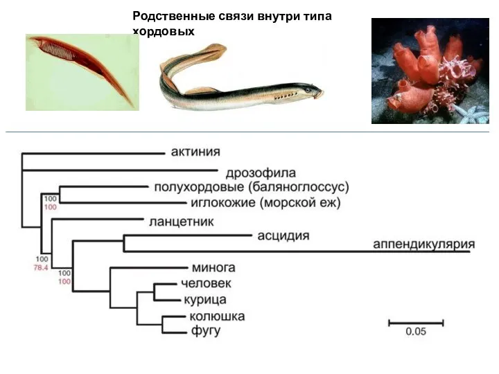 Родственные связи внутри типа хордовых