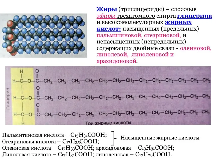 Жиры (триглицериды) – сложные эфиры трехатомного спирта глицерина и высокомолекулярных жирных