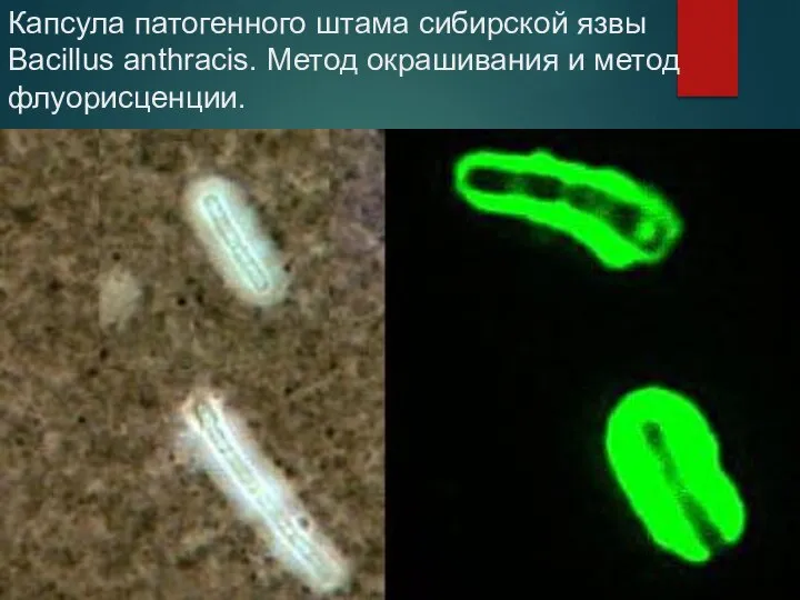 Капсула патогенного штама сибирской язвы Bacillus anthracis. Метод окрашивания и метод флуорисценции.