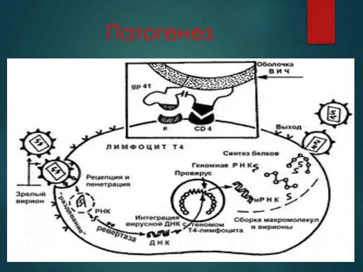 Патогенез