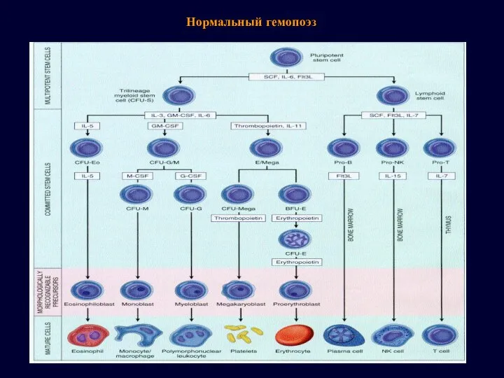 Нормальный гемопоэз