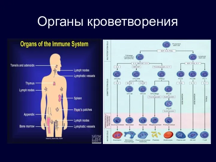 Органы кроветворения