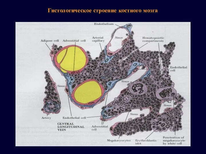 Гистологическое строение костного мозга