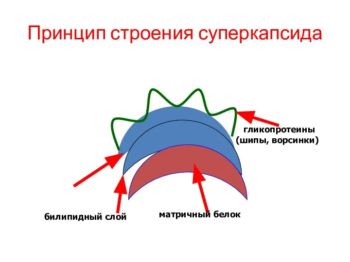 Принцип строения суперкапсида билипидный слой матричный белок гликопротеины (шипы, ворсинки)