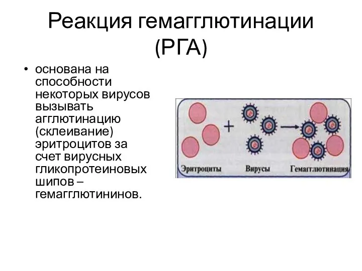 Реакция гемагглютинации (РГА) основана на способности некоторых вирусов вызывать агглютинацию (склеивание)