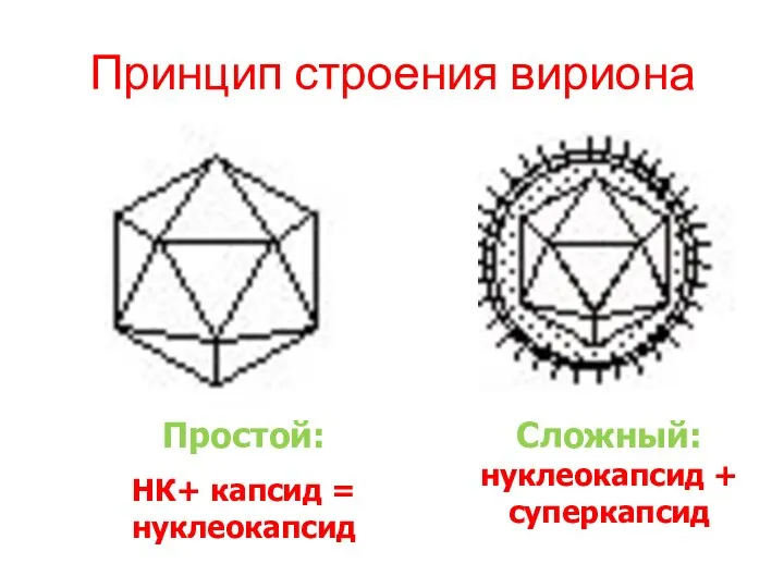 Принцип строения вириона Простой: НК+ капсид = нуклеокапсид Сложный: нуклеокапсид + суперкапсид