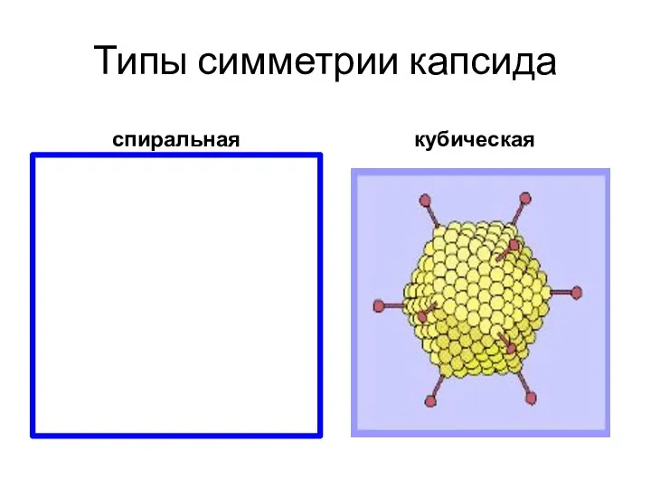 Типы симметрии капсида спиральная кубическая