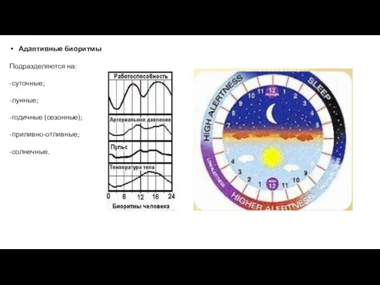 Адаптивные биоритмы Подразделяются на: -суточные; -лунные; -годичные (сезонные); -приливно-отливные; -солнечные.