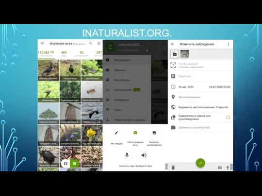 INATURALIST.ORG.