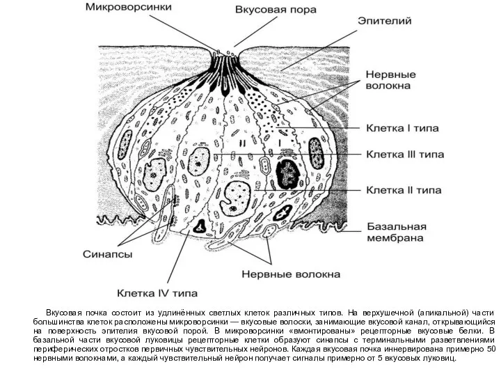 Вкусовая почка состоит из удлинённых светлых клеток различных типов. На верхушечной