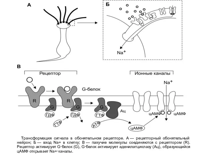 Трансформация сигнала в обонятельном рецепторе. А — рецепторный обонятельный нейрон; Б