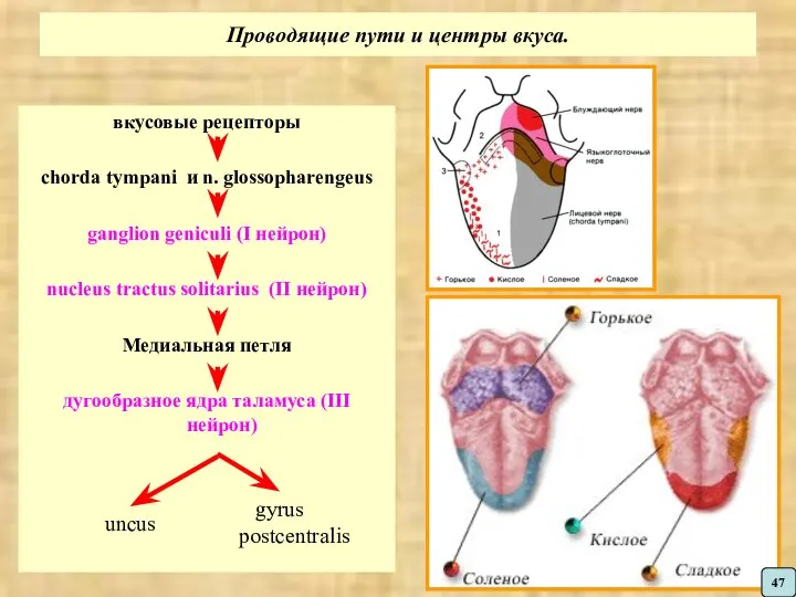 Проводящие пути и центры вкуса. вкусовые рецепторы chorda tympani и n.