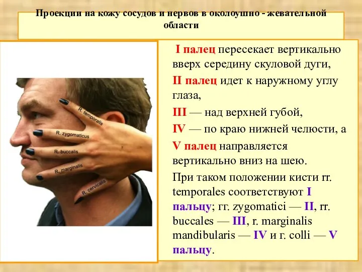 Проекции на кожу сосудов и нервов в околоушно - жевательной области