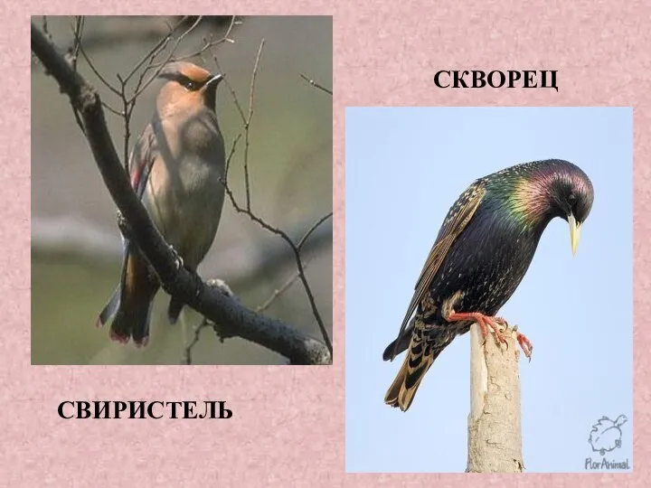 СВИРИСТЕЛЬ СКВОРЕЦ