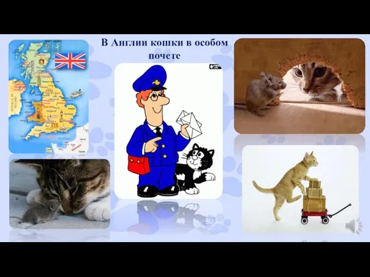В Англии кошки в особом почете