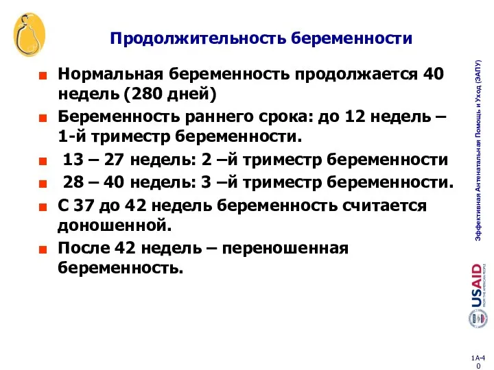 Продолжительность беременности Нормальная беременность продолжается 40 недель (280 дней) Беременность раннего