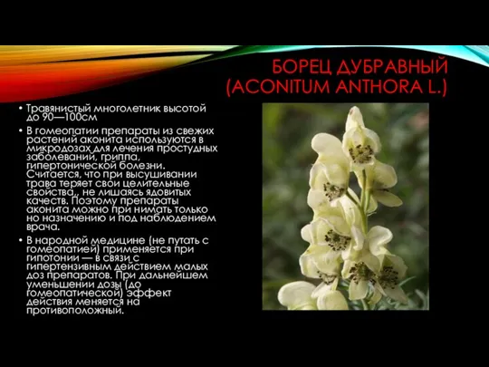 БОРЕЦ ДУБРАВНЫЙ (ACONITUM ANTHORA L.) Травянистый многолетник высотой до 90—100см В