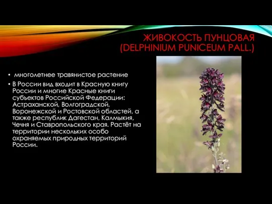 ЖИВОКОСТЬ ПУНЦОВАЯ (DELPHINIUM PUNICEUM PALL.) многолетнее травянистое растение В России вид