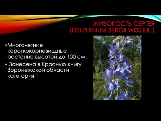 ЖИВОКОСТЬ СЕРГЕЯ (DELPHINIUM SERGII WISSJUL.) Многолетние короткокорневищные растение высотой до 100