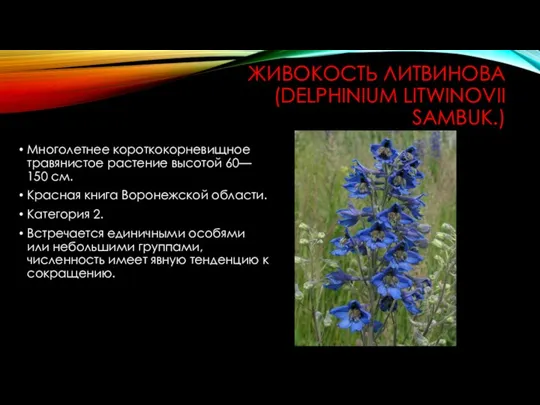 ЖИВОКОСТЬ ЛИТВИНОВА (DELPHINIUM LITWINOVII SAMBUK.) Многолетнее короткокорневищное травянистое растение высотой 60—